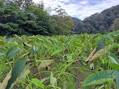 農薬化学肥料不使用 品種改良されていない 金沢の伝統野菜 「伝燈寺里芋」2袋