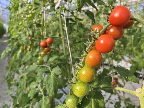 【年間1万人以上が訪れるトマト農園】ミニトマト
