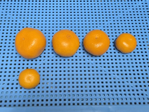 ★秀品！！　石地みかん　10kg　香川県産