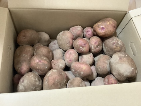 北海道【越冬熟成じゃがいも】 紅あかり（5kg）低温熟成