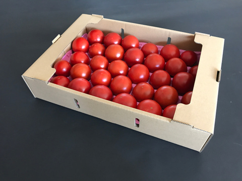 【９月下旬以降出荷分】あ、あまい・・！高糖度トマト 2.8kg　化学肥料・農薬完全不使用　青森県産