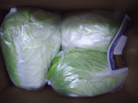 【お待たせしました‼️今年も販売します‼️】白菜を箱いっぱいにしてお届け。