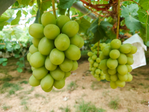 秋の味覚詰め合わせ【果実の宝箱】りんご・洋ナシ・和梨・ぶどう2.5kg～3㎏