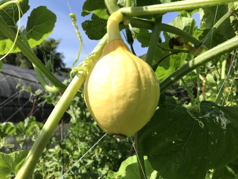 旬！の【夏野菜】産地直送盛り盛りセット7〜8品目