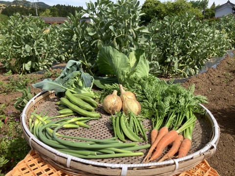 農薬化学肥料・除草剤不使用春の野菜セット　５月　レシピ付き