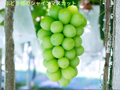 これから旬！甘～い完熟朝採りシャインマスカット1kg~ 1～2房入り  山形県産