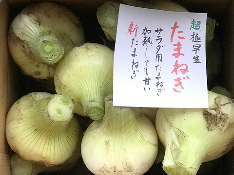 【春一番の爽やかさ】早生 新玉ねぎ3kg