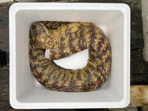 ウツボ2キロ前後