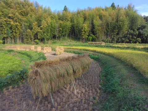令和7年新米🌾旭1号🌾玄米10kg
自然栽培　熊本県菊池産