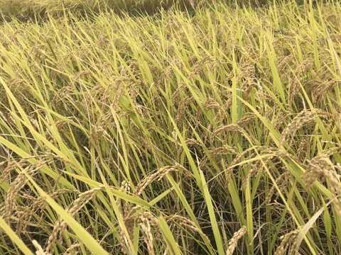 自然栽培　天日干し玄米　10kg
