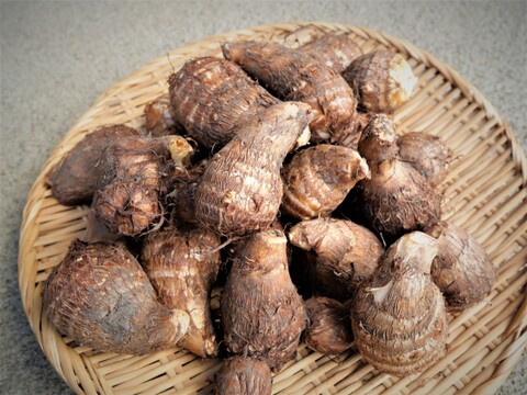 【有機JAS認証】organicな里芋（品種：土垂）　約1.9kg　(60サイズ）