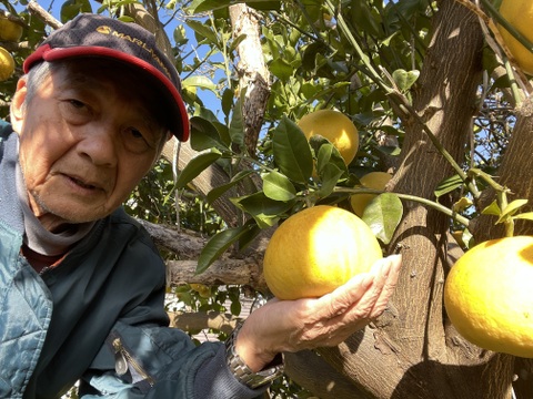ピールも作れる！スッキリ爽やか文旦（4kg）