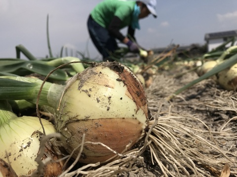 【極甘ジューシー】淡路島 春の新玉ねぎ 20kg箱 約60～80個入