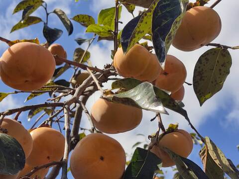 ✨【甘柿（富有柿）】2.8kg（23～30玉）　農薬肥料不使用の自然栽培✨