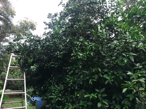 【期間限定】まとめてお得！！ シークヮーサー  6kg