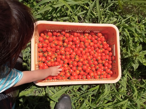 【濃くて甘い】自然栽培で育てたミニトマト🍅（1,３㎏）
