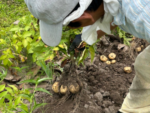 奥出雲産自然栽培じゃがいも(1kg)