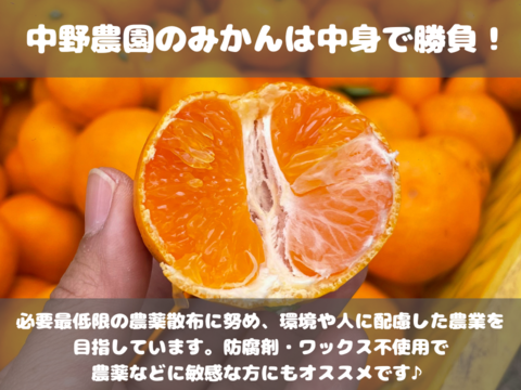 弾ける果汁！濃厚！有田みかん 10kg 和歌山産