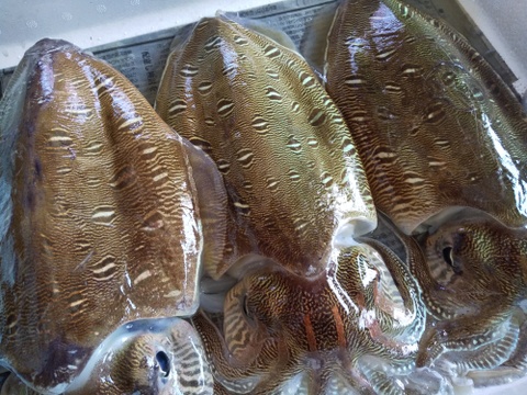 紋甲イカ下処理済1.8kg『関門海峡産』刺身用身900g下足900g　分厚く甘みがあって食べ応えありますよ♪