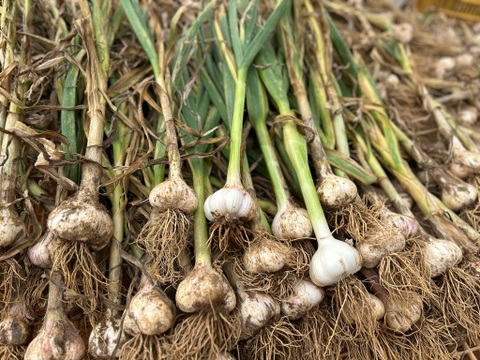 農薬/化学肥料不使用【生ニンニク】福地ホワイト六片・MS混在・1kg