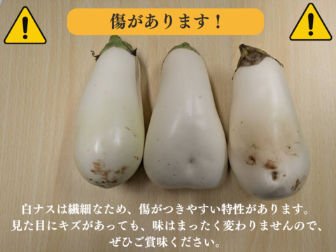 【訳アリ】とろける食感！クリーミー白ナス『白雪茄子』B品300g×10個