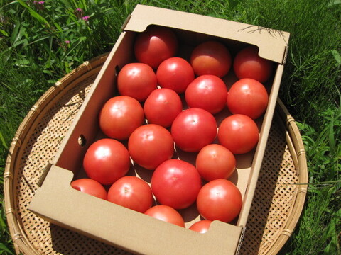 訳あり含む！　コクと甘み！広がる旨み！　有機トマト3.5kg！