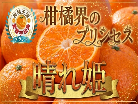 【ミシュラン御用達】正統血統が生んだロイヤルプリンセス『はれひめ』🍊甘みと香りが調和する完成柑橘大容量パッケージ約3kg【2027年2月中旬予約】