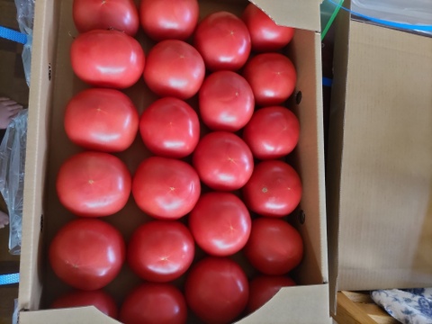 【訳有り品】キズあり不揃いトマト約3.6キロ