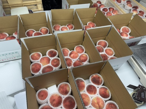 【数量限定お試し価格】桃 品種おまかせ　ご家庭用(訳あり品)  2kg