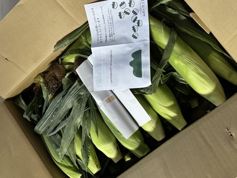 みんなでシェア(^^)どっちから食べる⁈生でもOK!!フルーツみたいなとうもろこし《恵味ゴールド》と白いとうもろこし《ピュアホワイト》