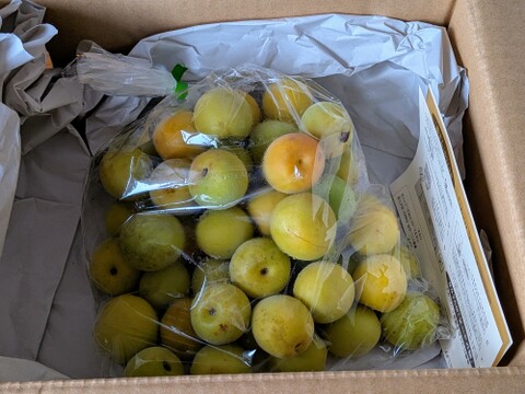 【完熟・南高梅　サイズ混合約1kg】特別栽培・奈良県産