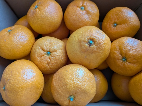 まるたま農園 大玉大粒有田みかん　箱込み５ｋｇ