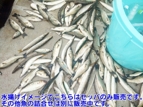 セッパ（スズキの幼魚）🐡生出荷 ４ｋｇ（約22匹 ）鮮魚セット 長さ平均約26cm🌟重さ平均約180g 焼き魚に水揚げ当日に出荷 BBQで牡蠣🦪と一緒に焼き魚 生食も可能刺身も出来ます