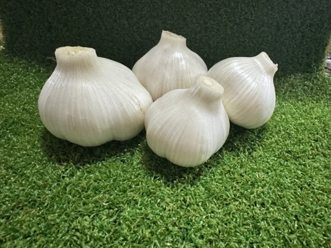 令和8年度　群馬県産　生ニンニク 有機肥料栽培　農薬化学薬品無使用　1kg