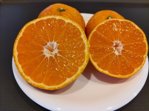 《農薬不使用》ギュッと濃厚！完熟みかん(ご自宅用・5kg)