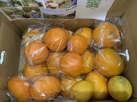 お任せ柑橘詰め合わせセット（３種類以上）箱重量込み４㎏【自然栽培】農薬不使用・化学肥料不使用・除草剤不使用【柑橘食べ比べ】