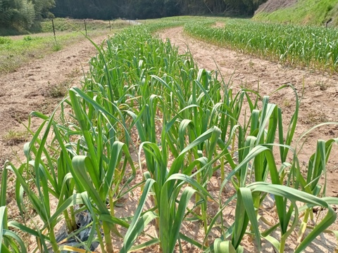 甘くて美味しい黒にんにく120ｇ×4パック