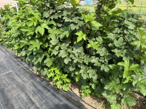 珍しい木苺【レッドドリーム】自然栽培で大切に育てました (1kg)