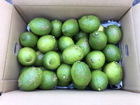 格安！加工用オーガニックレモン（有機JAS）5kg