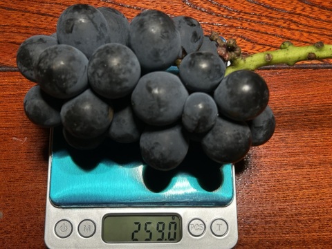 長パ①【先行予約受付中】岡山産・長野パープル（家庭用・若木小粒）6房〜7房　数量限定