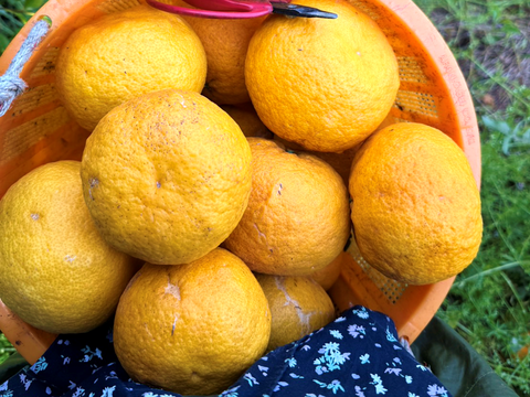 初夏の甘酸っぱさ🍊甘夏【家庭用・サイズ混合・10kg箱】