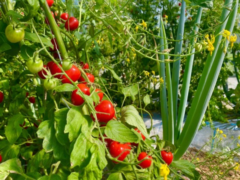 旬のおいしさで夏バテ知らず！夏野菜セット「ミニトマトと夏オクラ」[化学農薬・化学肥料・除草剤不使用]