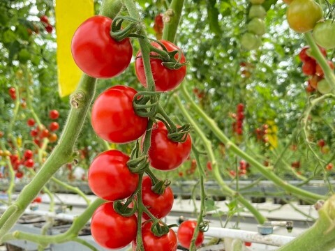 【岐阜県産】得トク！ミディトマト🍅3㎏