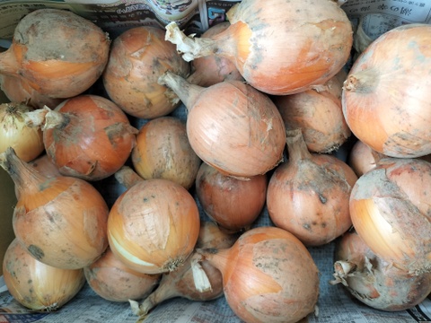 今年は豊作！農園自慢の玉ねぎ　9ｋｇ　パチャママ農園