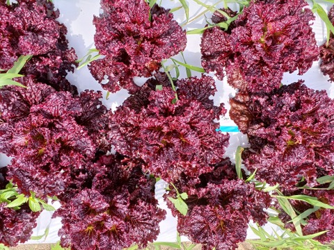 【夏ギフト】！ワインレッドの力★赤レタス4株～農薬/化学肥料・不使用