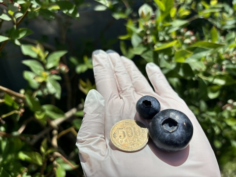 甘くてジューシー　超大粒ブルーベリー　ユーリカ※農薬不使用（100g×4パック）