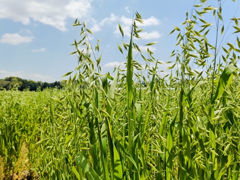 🌾お米のように・お米と炊ける「自然栽培のオートグローツ」900g🌾栄養豊富な全粒穀物⭐️