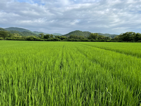 【農薬化学肥料不使用】コシヒカリ10㎏・玄米（2023年産）＊新米