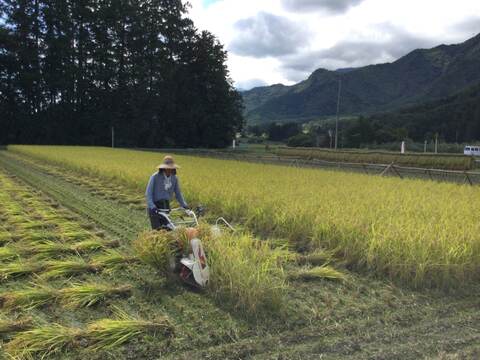 北アルプス山麓で育った自然栽培　天日干し「朝日」玄米3㎏