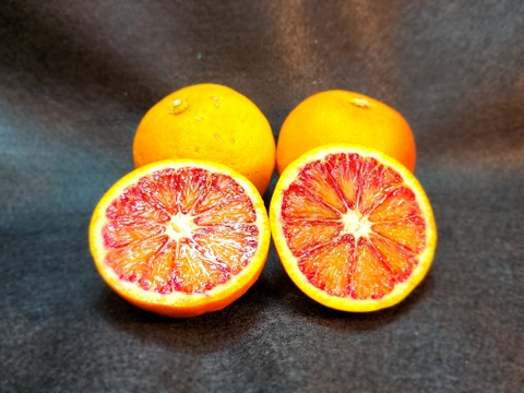 箱込約10㌔　ブラッドオレンジタロッコ　　熟成の味